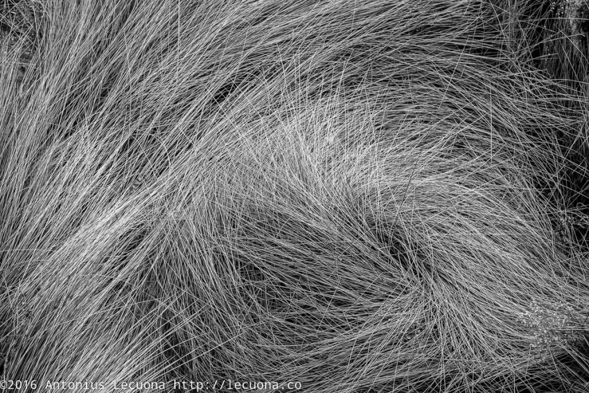 black and white photography nature grass stems